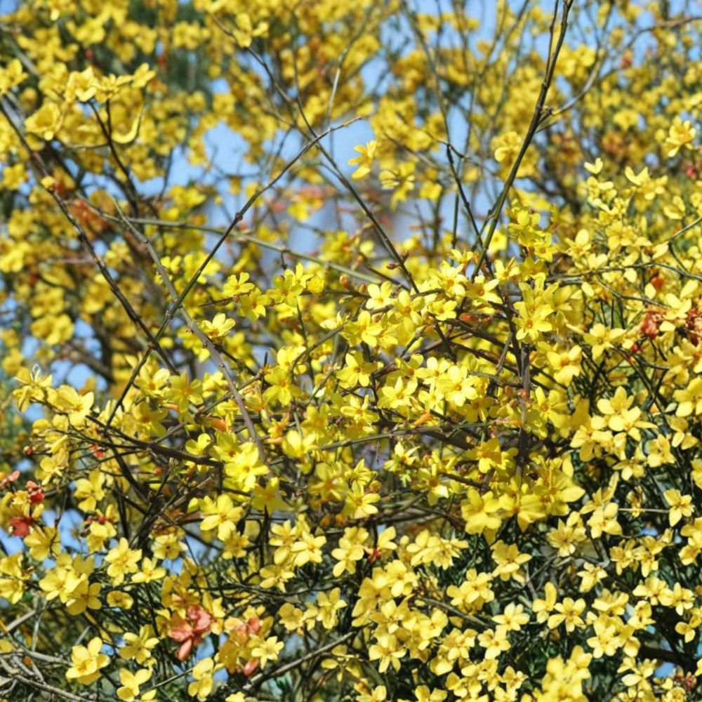 Winter Jasmine Bonsai Plant - Mini Live Flowering Bonsai with Yellow Blooms - Jasminum nudiflorum - Indoor & Patio Friendly