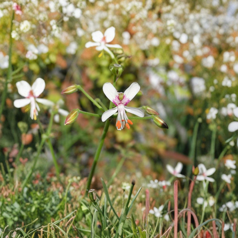 Giant Pelargonium Cutting - Large Unrooted Succulent - Rare Pelargonium paniculatum - Container Friendly, Easy to Grow