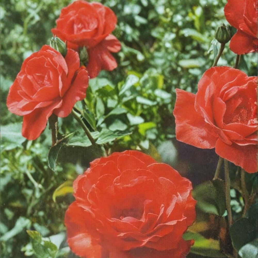 Impatient Floribunda Rose Bush | 5 Gallon | Orange Red Blooms | Rosa 'Impatient' | Flowering Garden Shrub