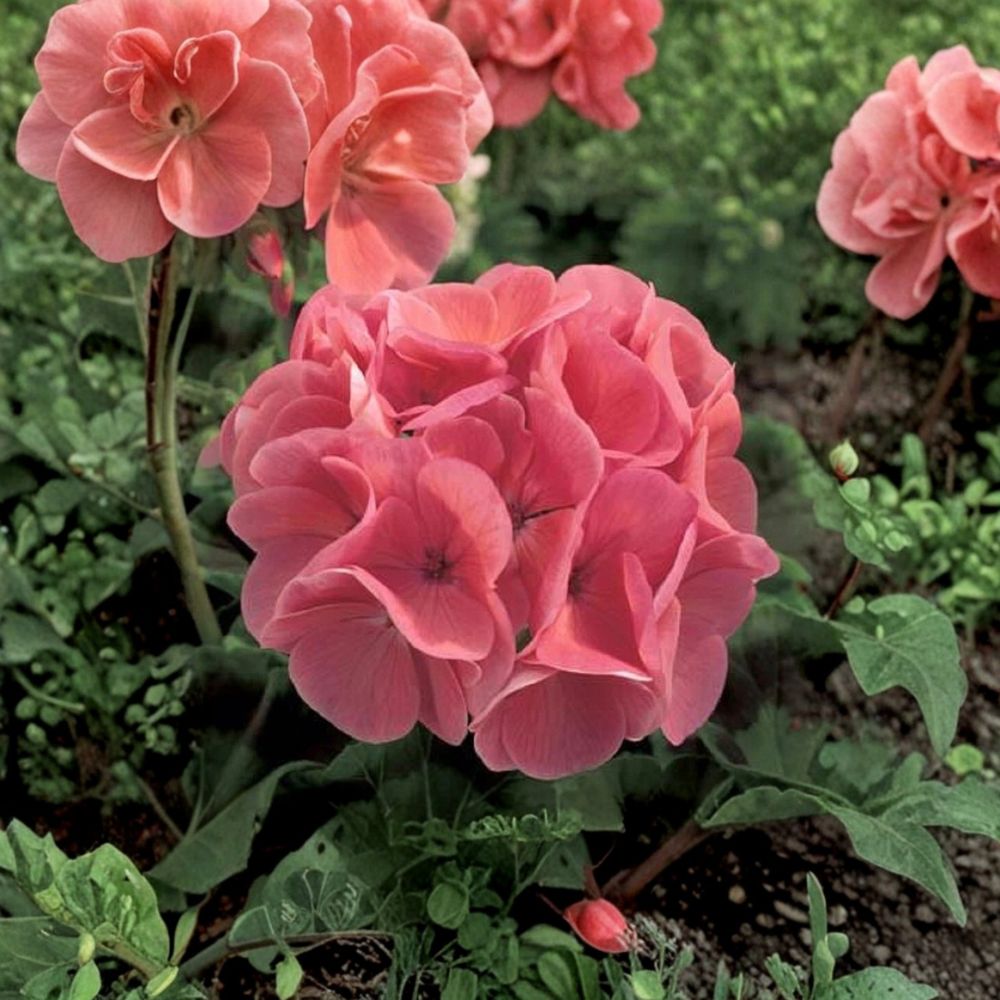 Ivy Geranium Cuttings Mix - 8 Fresh Pelargonium Cuttings for Rooting - Colorful Trailing Geraniums - Pelargonium peltatum
