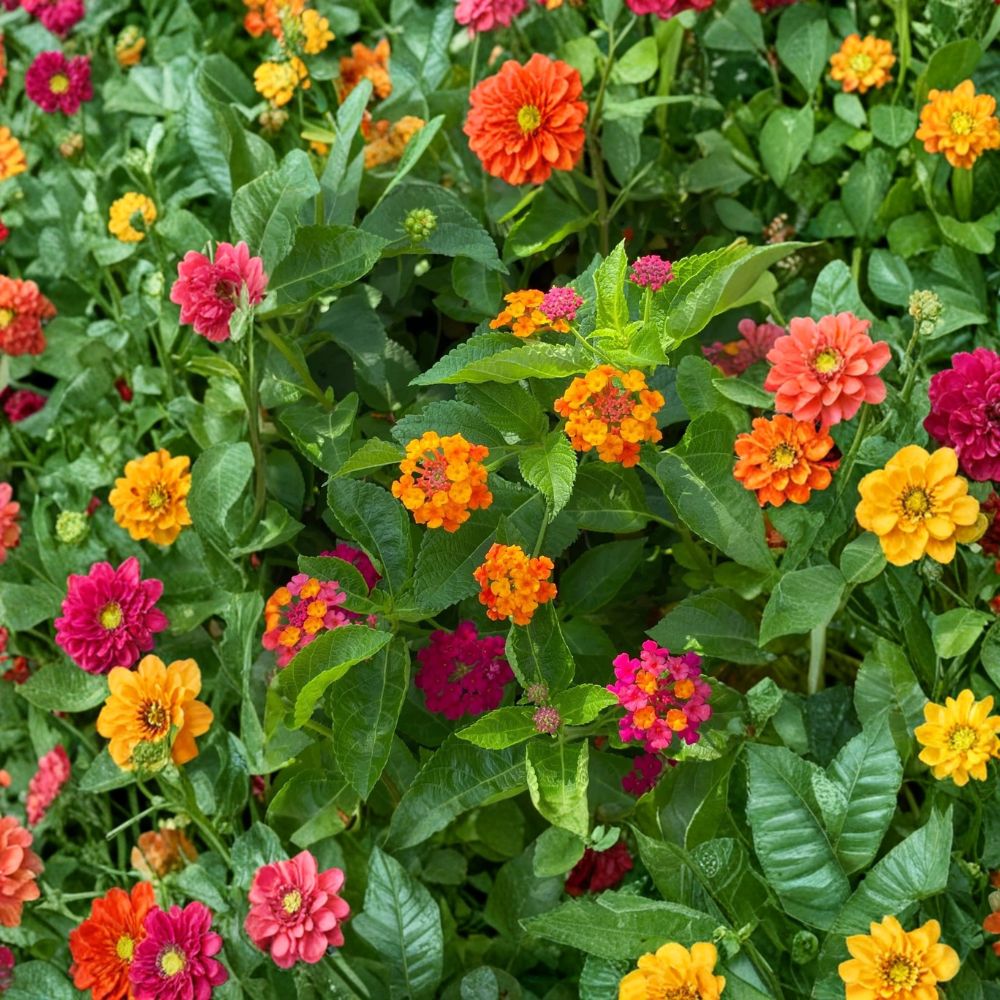 Lantana Camara Seeds - 110PCS Colorful Mosquito Repellent Flower Seeds for Pollinator Gardens & Patios