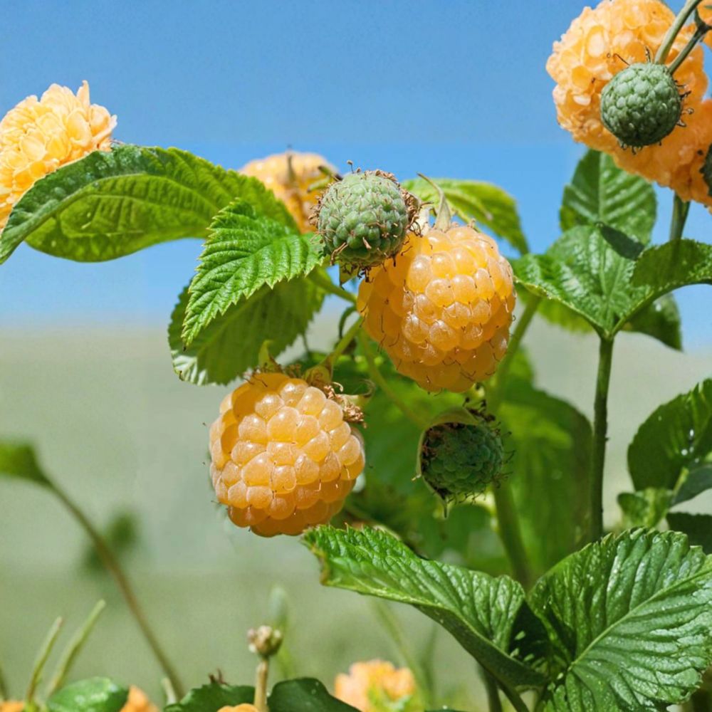 Fall Gold Raspberry Plant | Everbearing Golden Berry | Self-Pollinating | Rubus idaeus | Zones 3-8 | Live Rooted Starter Plant