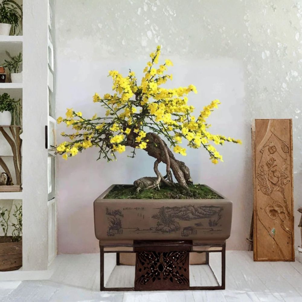 Winter Jasmine Plant - 1 Gallon Live Potted - Yellow Blooms - Jasminum nudiflorum - Hardy Ornamental Shrub for Garden & Patio