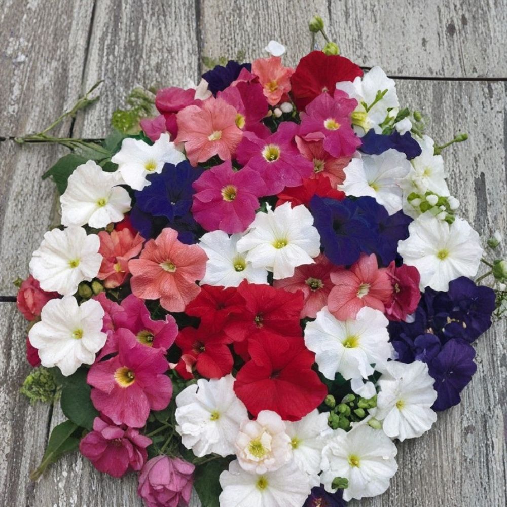 Bravo Mix Petunia Seeds - 50 Pelleted Seeds for Compact Mounding Flowers - Petunia x hybrida