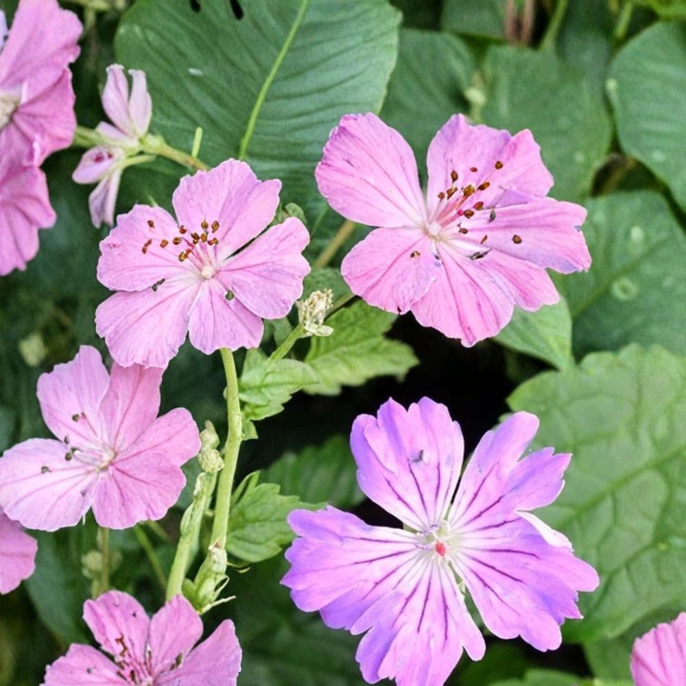 Hexham Feathers Geranium Seeds - 25+ Easy to Grow Flower Seeds - Pelargonium spp. - Vibrant Blooms for Pots & Borders