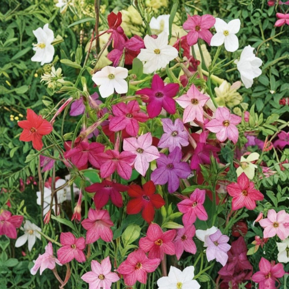 Jasmine Tobacco Seeds Mix | 2,500+ Seeds | Fragrant Night Blooming Flowers | Nicotiana Alata | Colorful Sensation Mix