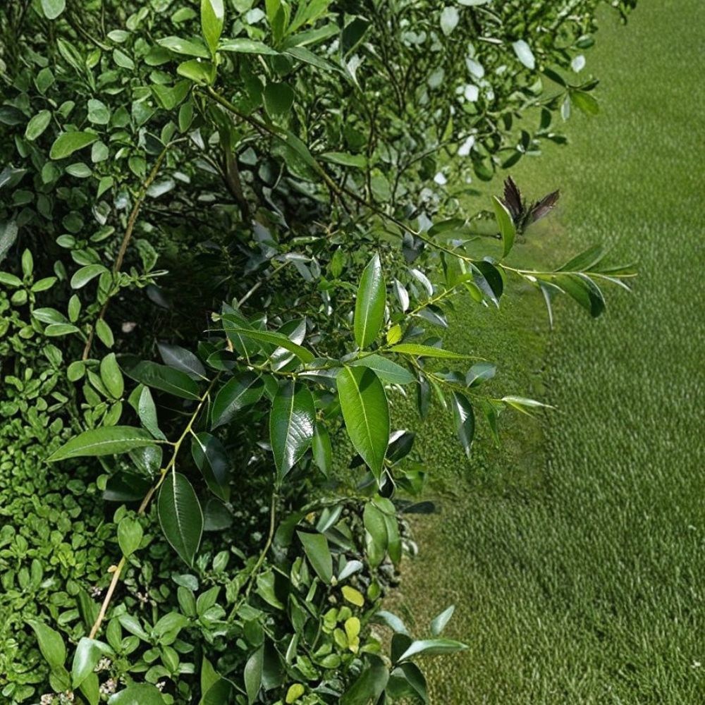 Bay Leaf Willow Bonsai Cutting – Thick Trunk Live Starter | Fast Growing Salix spp. | Indoor Outdoor DIY Bonsai Plant