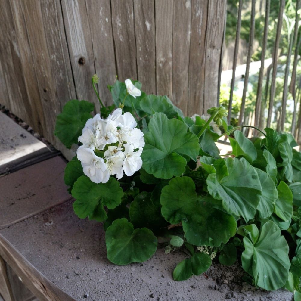 Double White Geranium Cuttings – 3 Fresh Pelargonium Starter Cuttings | Fragrant Flowering Plant | Patio & Garden Friendly