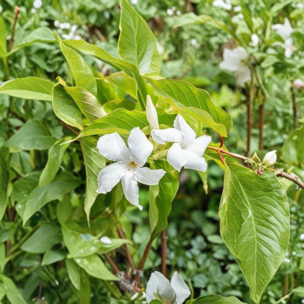 Chilean Jasmine Seeds 5 Pack | Fragrant White Star Vine | Mandevilla laxa | Climbing Flower Plant for Tropical Garden