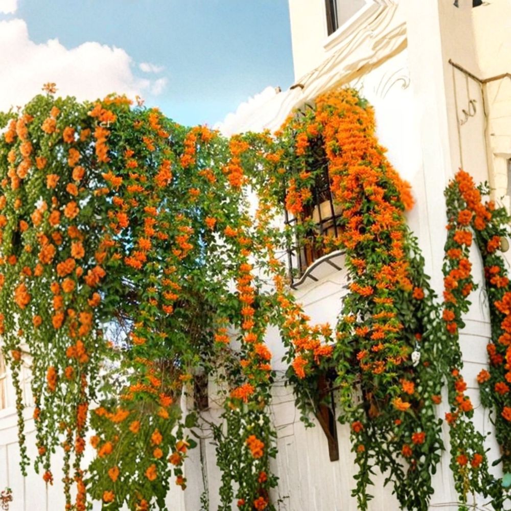 Orange Jasmine Seeds 20 - Rare Exotic Flowering Climber - Jasmine Species - Fragrant Tropical Garden Plant