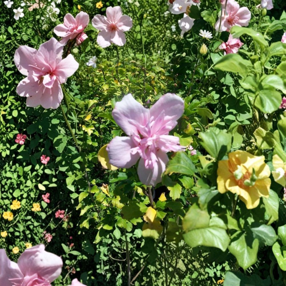 Double Flower Pink Althea Rose of Sharon Shrub | 1 Gallon | Hibiscus syriacus | Hardy, Easy to Grow Landscape Plant