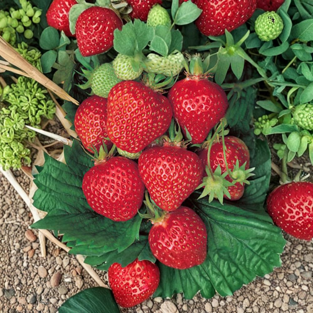 Quinault Strawberry Plants - 5 Live Rooted Everbearing Large Berries - Fragaria × ananassa - Pesticide-Free - Zones 4–9