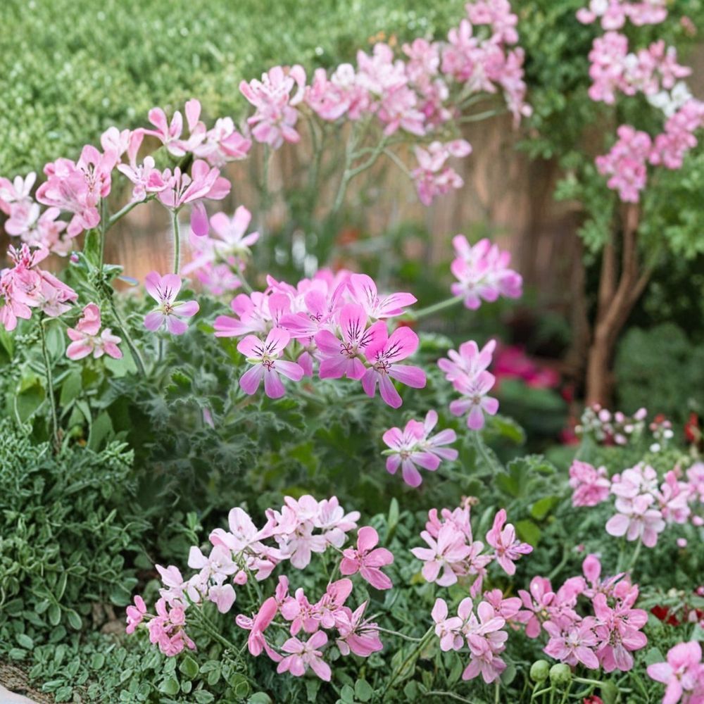 Rose Scented Geranium Cuttings - 6 Unrooted Tip Cuttings - Pelargonium graveolens - Fragrant Aromatic Leaves - Indoor/Patio Friendly