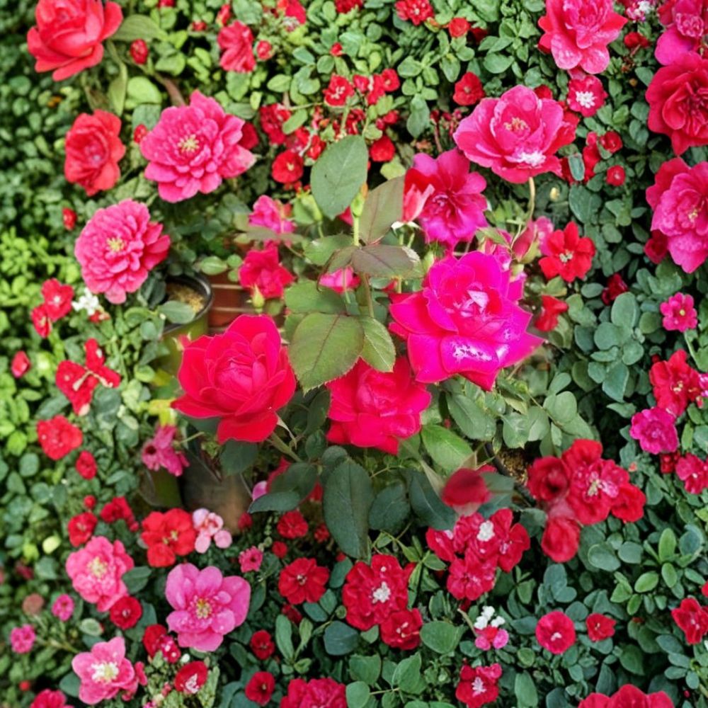 Double Knock Out® Red Rose Plant | 2 Gallon | Disease Resistant Shrub | Rosa 'Double Knock Out' | Easy Care Landscape Rose