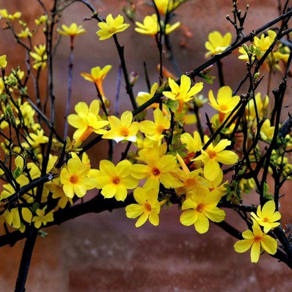 Winter Jasmine Bonsai Plant - Young Live Plant, Yellow Flowers, Jasminum nudiflorum, Hardy Indoor & Outdoor Shrub
