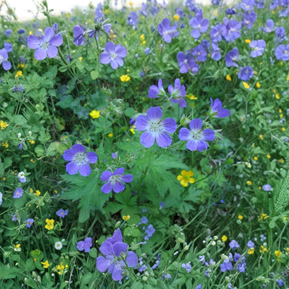 Geranium Pratense Flower Seeds | 15+ Mixed Colors | Butterfly Friendly Perennial | Geranium pratense | Easy to Grow