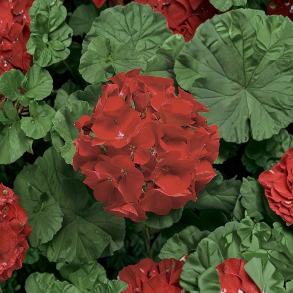 Ringo Deep Scarlet Geranium Seeds - 15 Pelargonium Seeds for Early Blooming Red Flowers - Perfect for Pots & Gardens