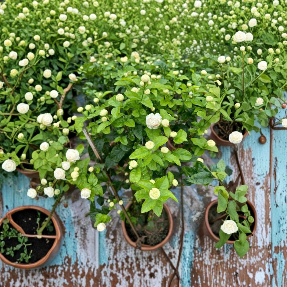 Arabian Jasmine Live Plant | Double White Fragrant Blooms | Jasminum sambac ‘Duke of Tuscany’ | 4-6 Inches Tall | Tropical Starter