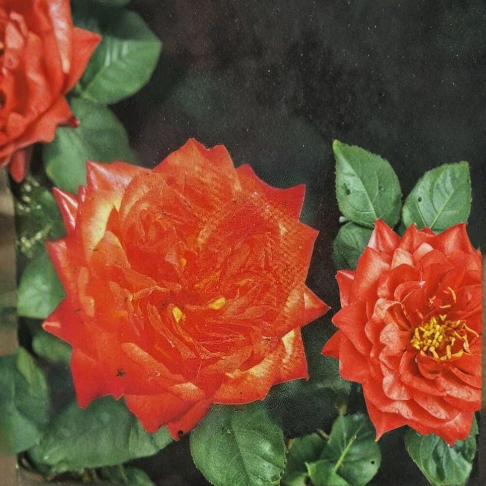 Charisma Floribunda Rose Plant | 5 Gallon Bush | Red Orange Yellow Blooms | Rosa 'Charisma' | Colorful Garden Favorite