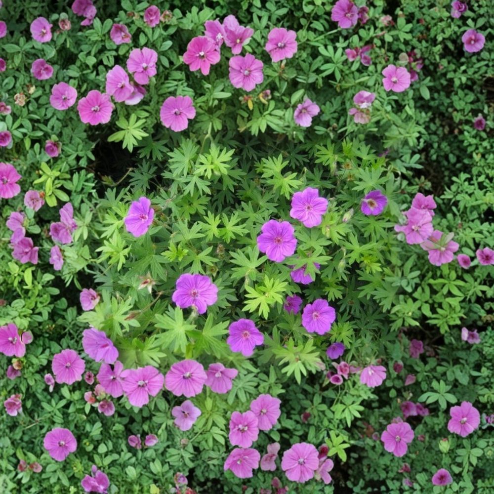 Organic Cranesbill Wild Geranium Bare Roots - 3 Plants Geranium maculatum | Native Woodland Perennial for Pollinator Gardens
