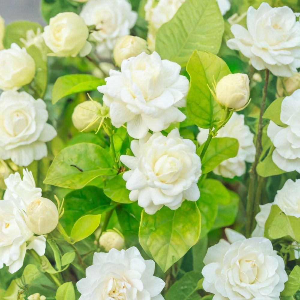 Arabian Jasmine Live Starter Plant | 4-6 Inches | Grand Duke of Tuscany | Jasminum sambac | Double White Fragrant Flowers