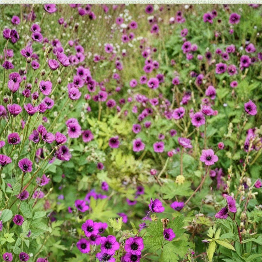 Ann Folkard Geranium Seeds - 25+ Premium Hardy Flower Seeds - Geranium procurrens ‘Ann Folkard’ - Container Friendly, Easy to Grow