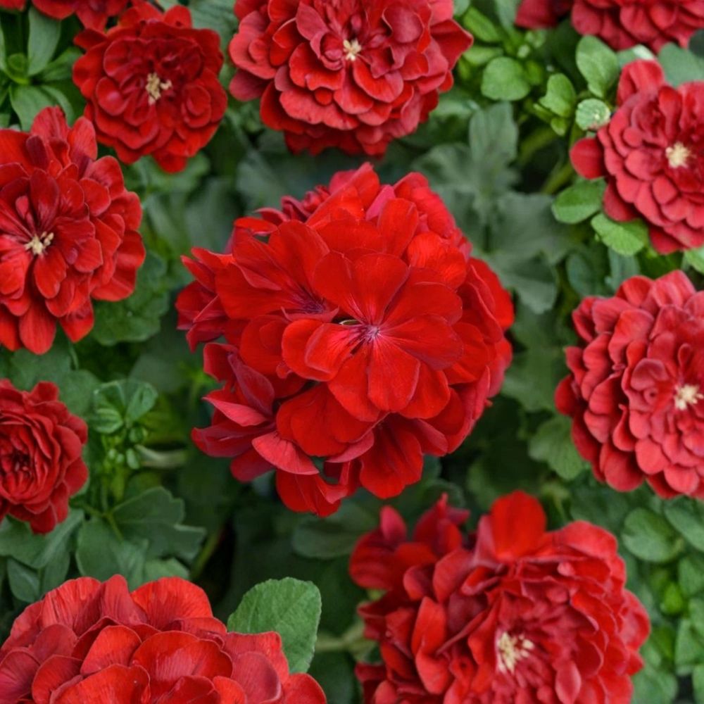 Red Geranium Cuttings - 5 Unrooted 8-10 Inch Cuttings - Bright Red Blooms - Pelargonium for Easy Propagation and Container Gardens