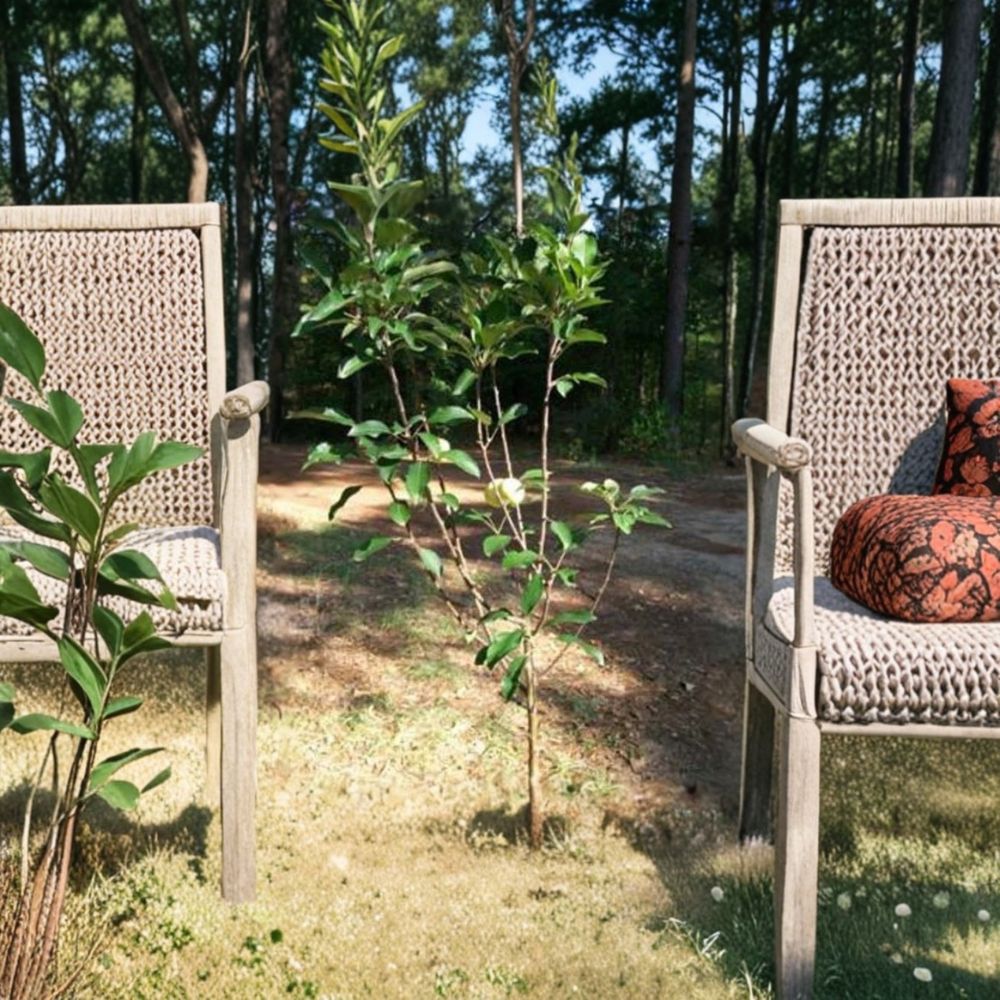 Ein Shemer Apple Tree – Live Fruit Tree | 4–6 Feet Tall | Sweet Tart Golden Apples | Malus domestica 'Ein Shemer'