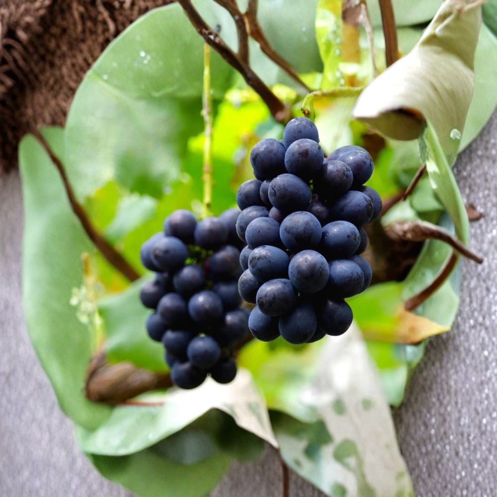 Nagano Purple Grape Cuttings - 5 Pack | Premium Japanese Seedless Variety | Vitis vinifera hybrid ‘Nagano Purple’