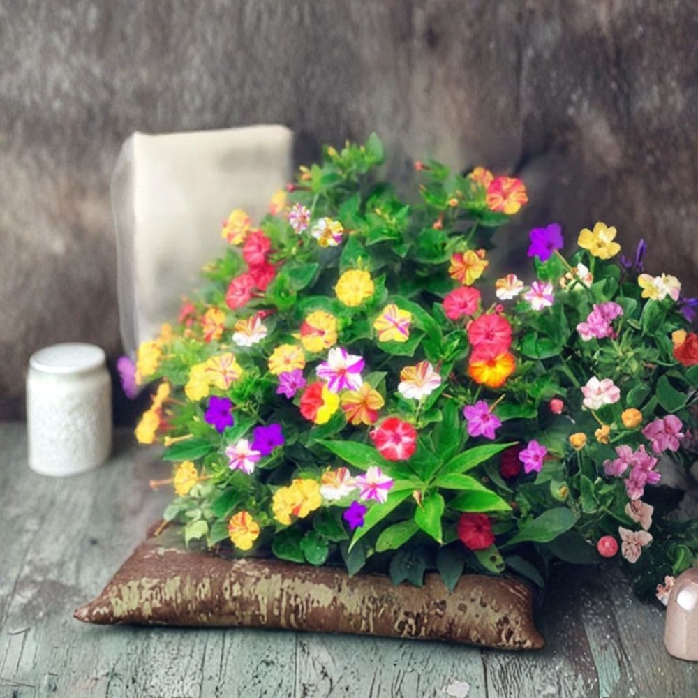 Jasmine Seeds - 20 Mixed Color Flowering Vine - Rare Exotic Climber Plant - Jasminum spp. - Fragrant Garden Flowers