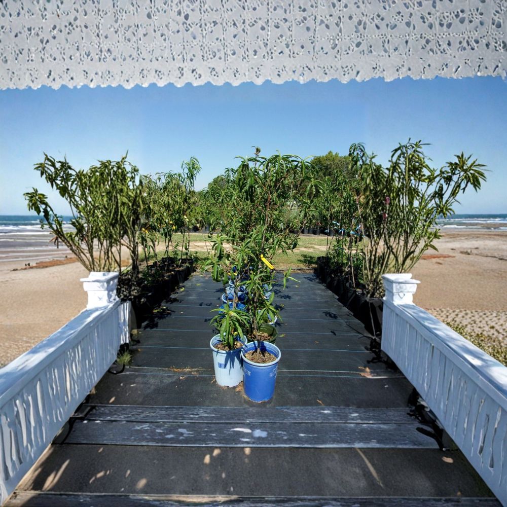 Sun Prince Peach Tree | 4-6 Feet | Sweet Freestone Peaches | Prunus persica | Cold Hardy & Self-Pollinating Fruit Tree