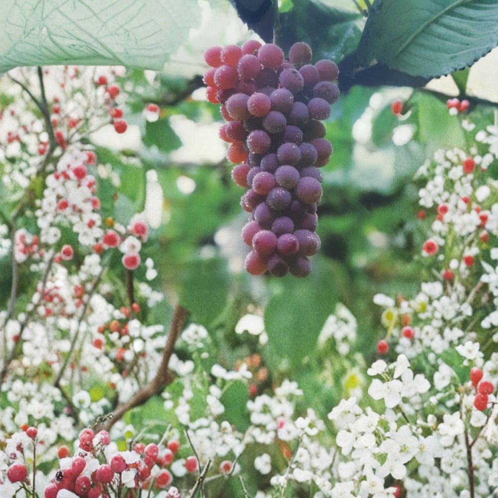 Red Flame Seedless Grape Vine - 1 Gallon Live Plant - Sweet Red Grapes - Vitis vinifera 'Flame Seedless' - Easy to Grow