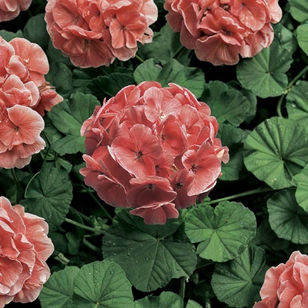 Ringo 2000 Geranium Seeds - 15 Light Salmon Zonal Flower Seeds | Pelargonium × hortorum for Baskets & Pots