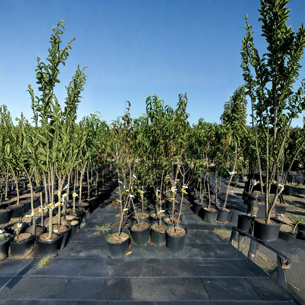 Flavortop Nectarine Tree 4-6 Feet Live Fruit Tree | Sweet Freestone Nectarines | Prunus persica var. nucipersica