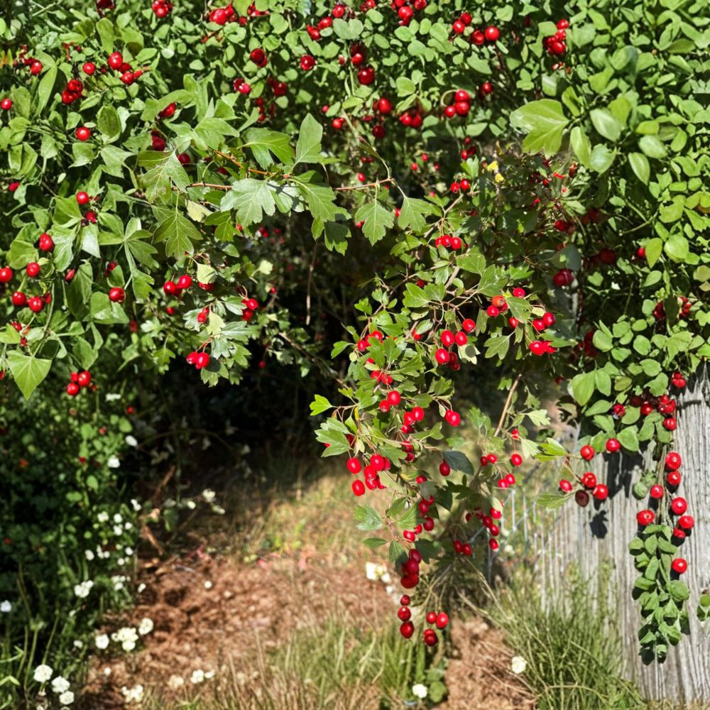 Wild Hawthorn Tree Starter Plant | Crataegus | Hardy Wildlife-Friendly Deciduous Tree | Chinese Hawthorn Rootstock