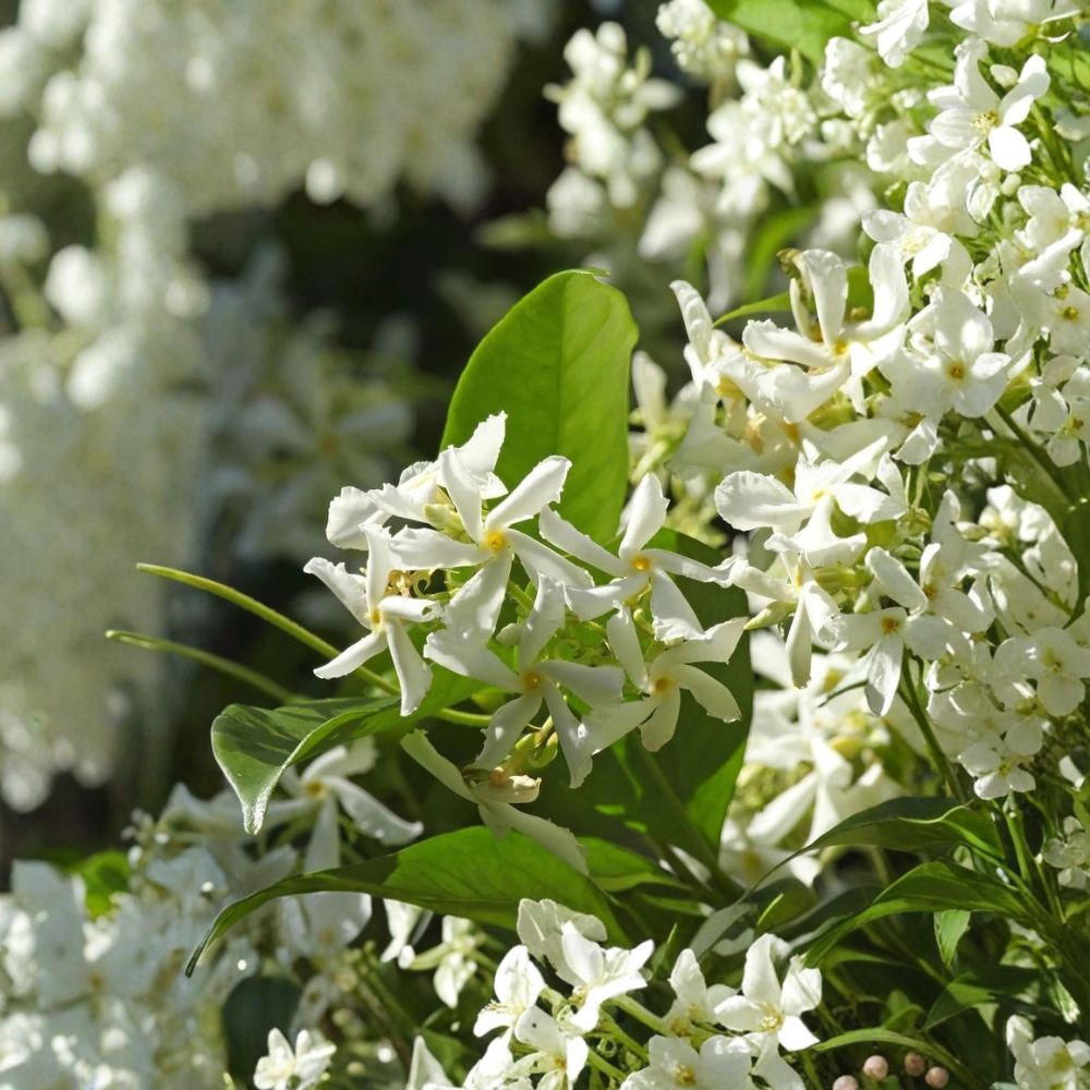 Star Jasmine Live Plant 4-6" - Confederate Jasmine Vine, Fragrant Climbing Plant, Trachelospermum jasminoides