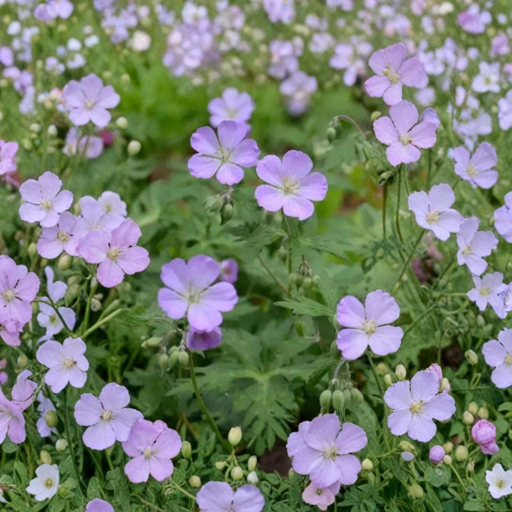 Wild Geranium Bare Roots - 10 Plants - Geranium maculatum - Native Woodland Perennial - Shade Garden Favorite