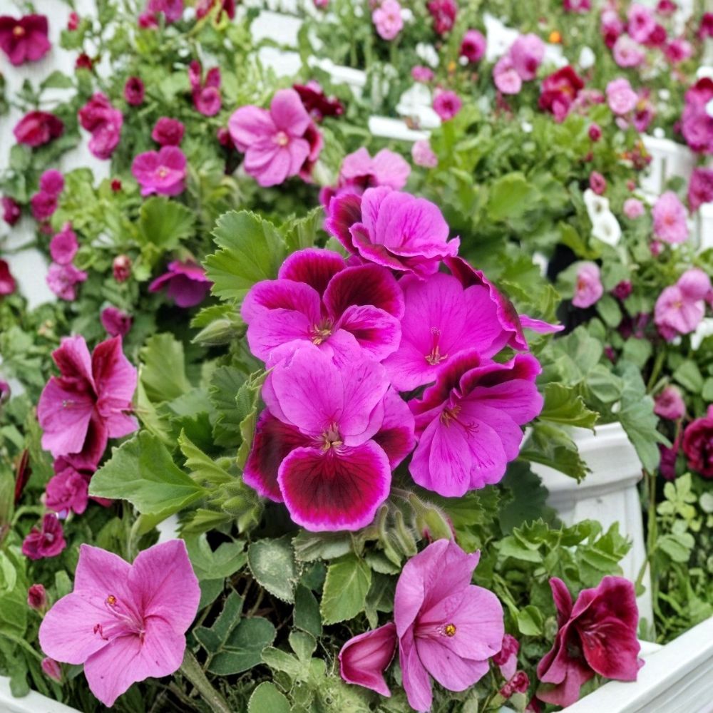 Martha Washington Geranium Cuttings | 6 Unrooted Cuttings | Rose Pink Blooms | Pelargonium domesticum | Easy to Grow