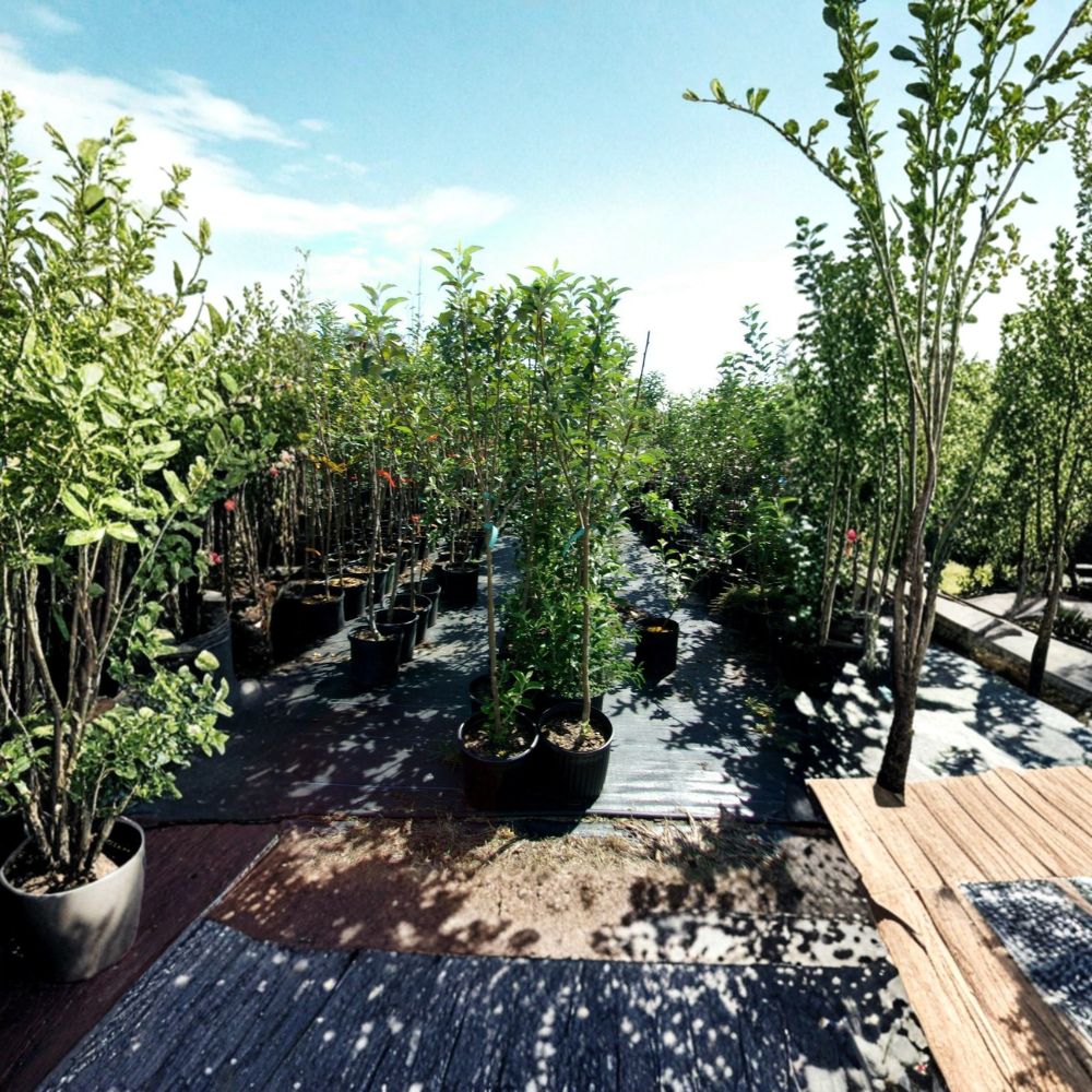 York Apple Tree - Live Fruit Tree, 4–6 Feet Tall, Sweet Juicy Apples, Malus domestica 'York Imperial'