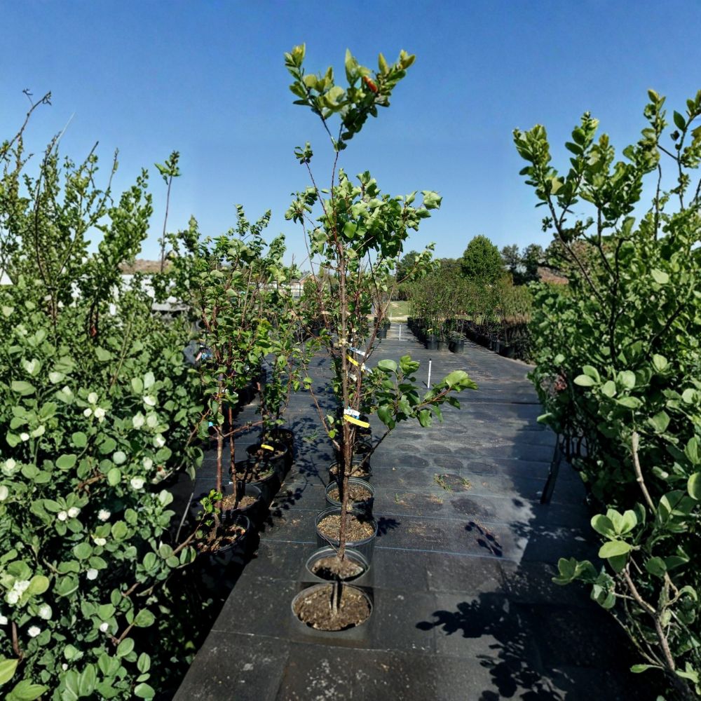 Katy Apricot Tree 4–6 Feet Tall | Sweet Juicy Apricots | Prunus armeniaca | Midseason Harvest Fruit Tree for Home Orchard