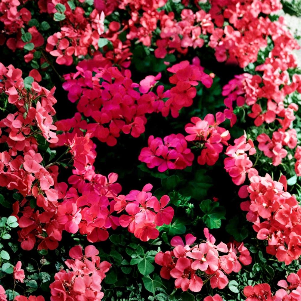 Fuchsia Ivy Leaf Geranium Seeds - 3 Pelargonium x peltatum 'Summer Showers' - Trailing Basket Flowers, Hummingbird Friendly