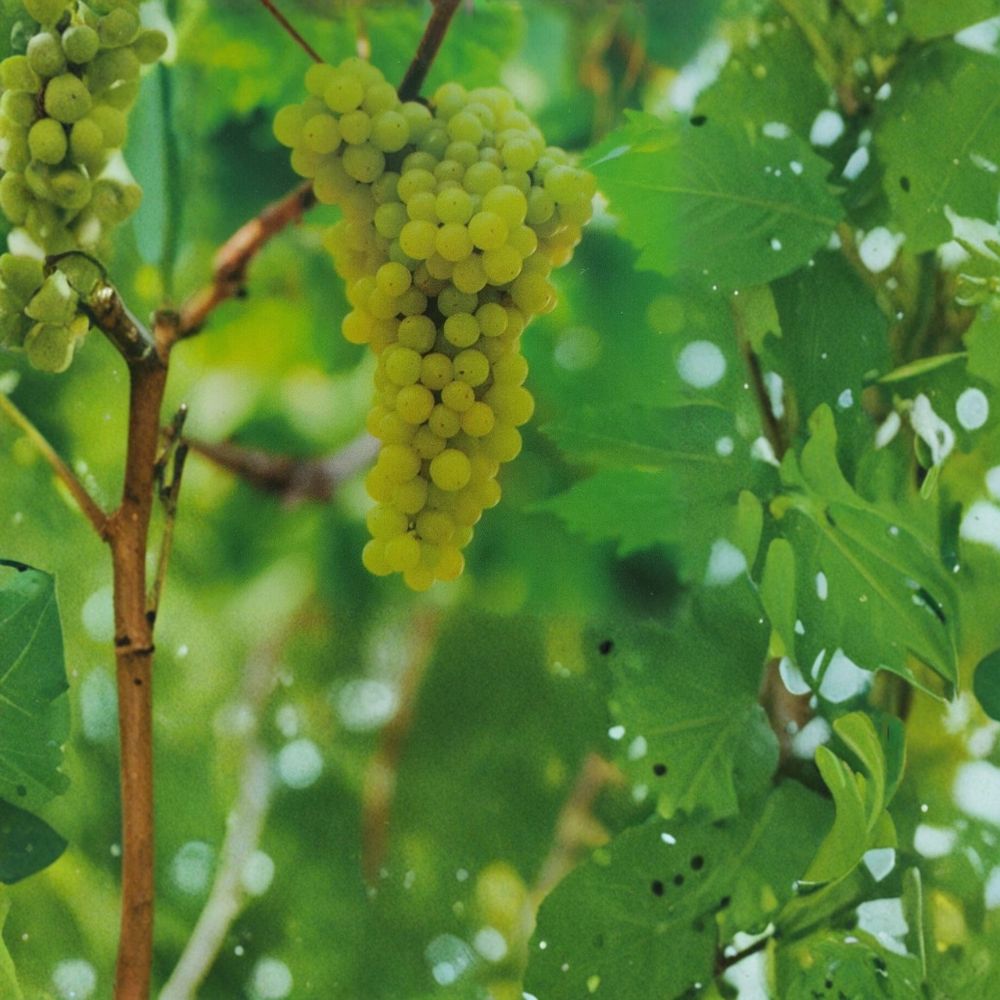 Lakemont Seedless White Grape Vine - 2 Gallon Live Plant - Self-Fertile Table Grapes - Vitis 'Lakemont' - Home Garden Favorite