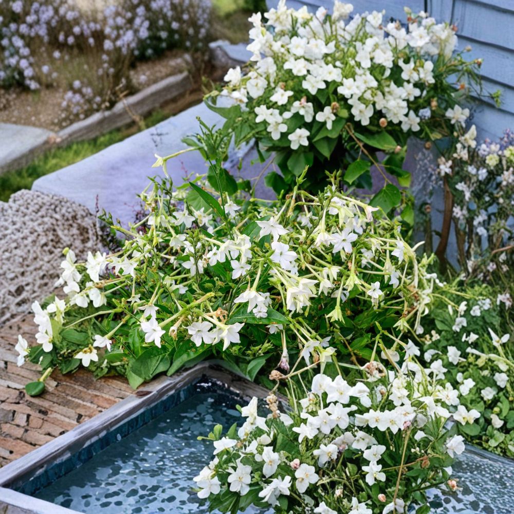Nicotiana alata Seeds | 200 Jasmine-Scented Aztec Nicotiana | Ornamental Tobacco | Night Blooming Flowers