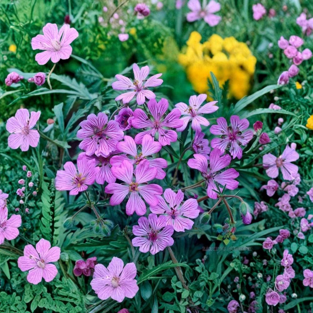Tuberosum Geranium Seeds - 25+ Premium Flower Seeds | Colorful Blooms | Pelargonium spp. | Easy to Grow for Pots & Baskets