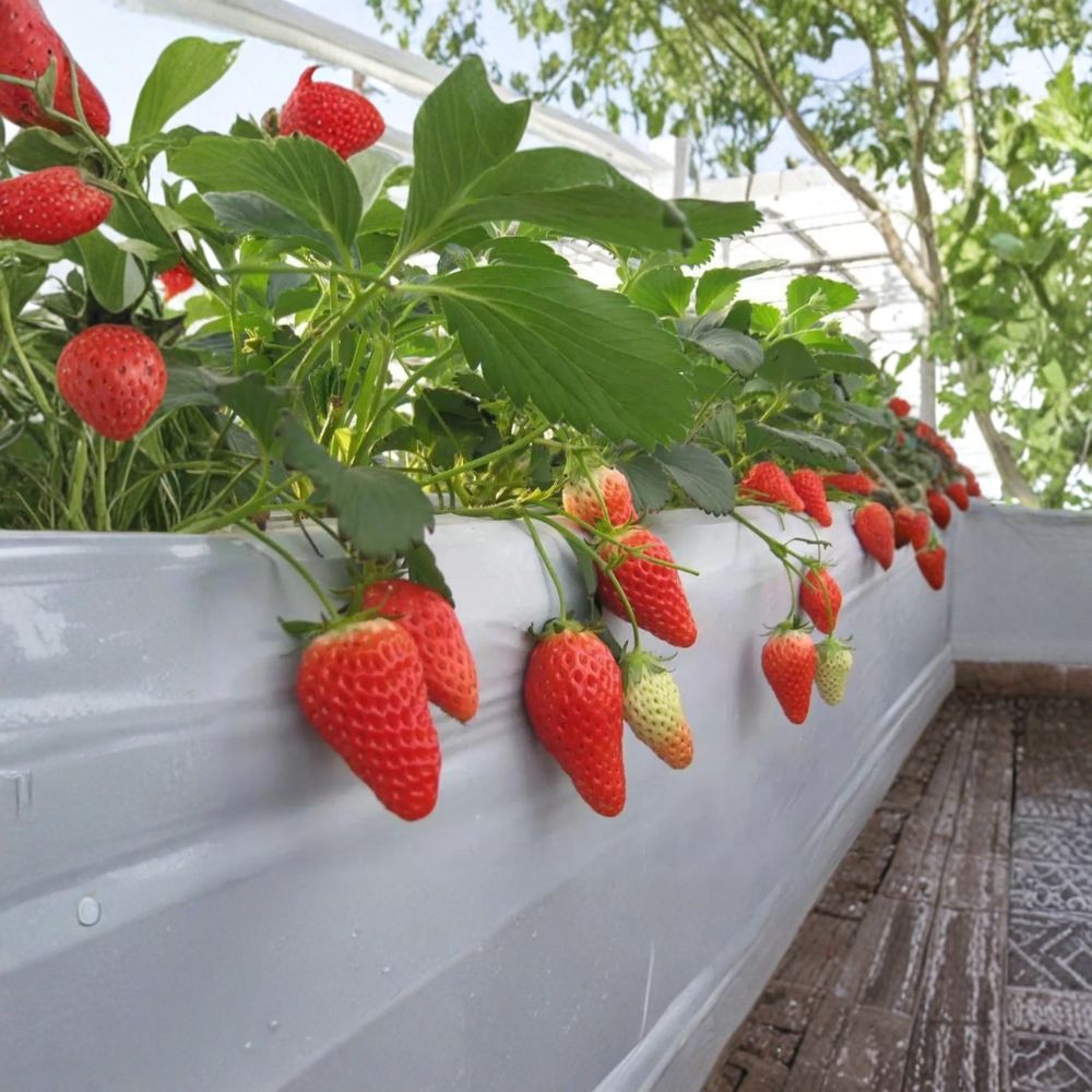 Akihime Strawberry Plants 6 Pack - Sweet Creamy Strawberries, Fragaria × ananassa, Japanese Variety, Bare Root