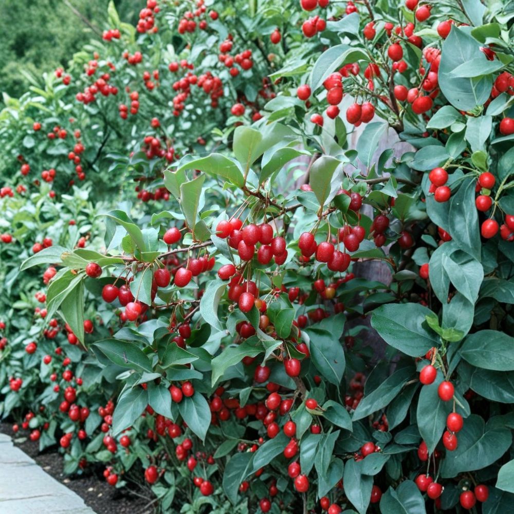 Goumi Berry Seeds - 5 Rare Cold Hardy Edible Shrub Seeds - Elaeagnus multiflora - Nitrogen Fixing Garden Plant