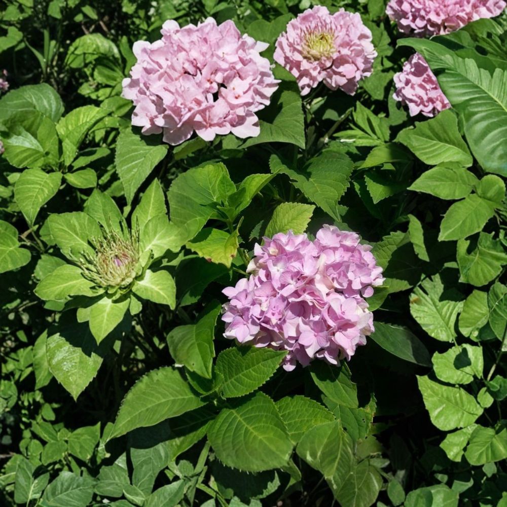 Nikko Blue Hydrangea Live Shrub Plant | 3 Gallon | Large Blue Flower Clusters | Hydrangea macrophylla