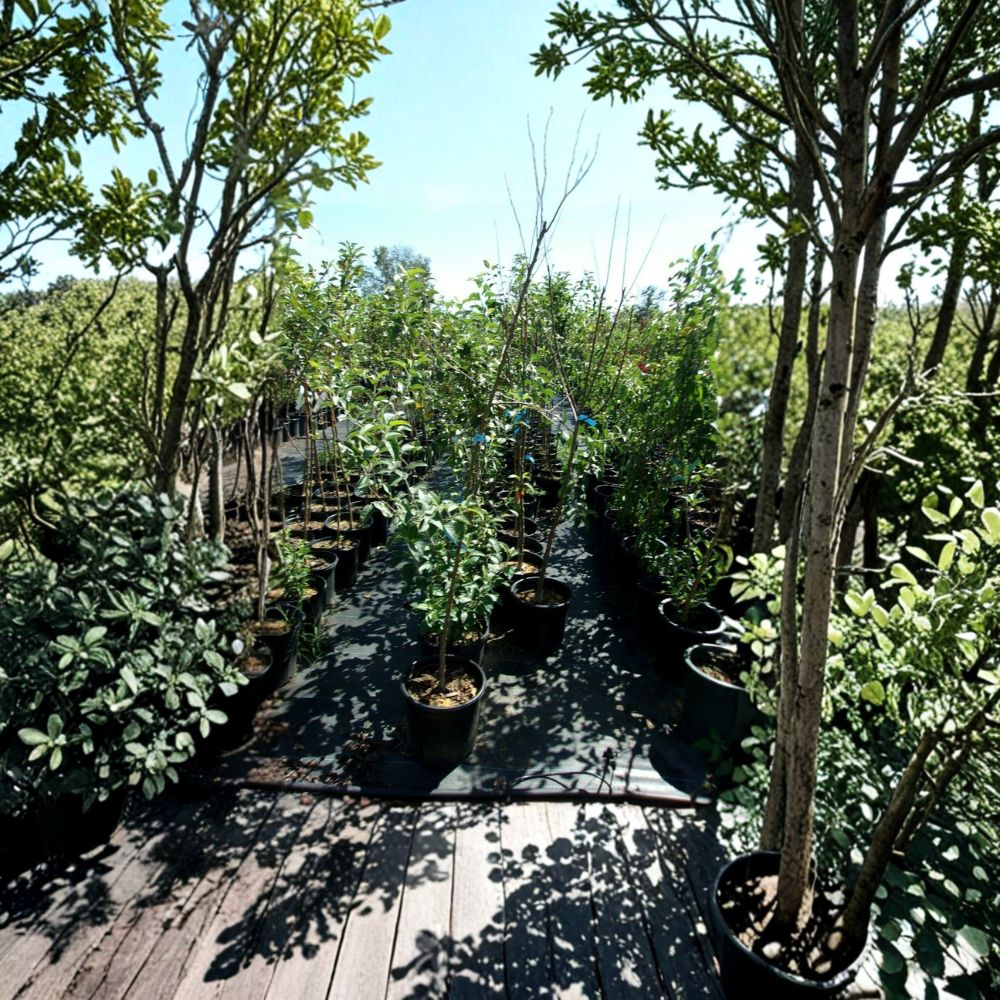 Enterprise Apple Tree - 4-6 Feet - Disease Resistant - Malus domestica 'Enterprise' - Juicy Crisp Apples for Home Orchards