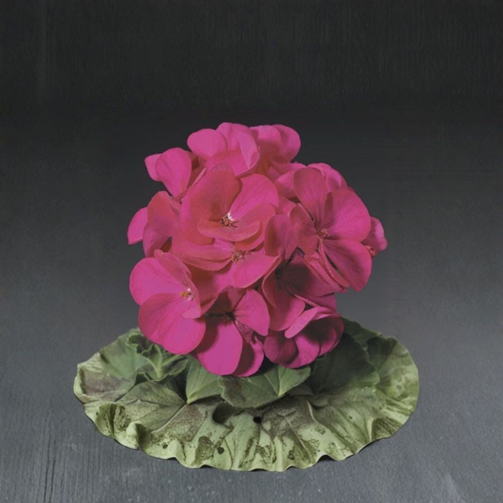 Ringo Violet Geranium Seeds - 15 Premium Flower Seeds | Pelargonium x hortorum | Easy to Grow for Planters & Window Boxes