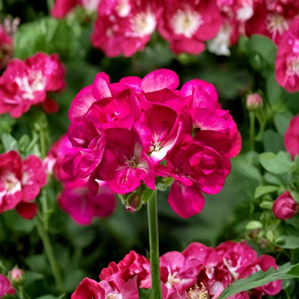 Bright Pink Geranium Seeds | 10 Pack | Pelargonium zonale | Pollinator Friendly | Easy to Grow for Garden & Patio